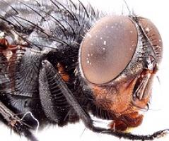 Mouchy na předním skle